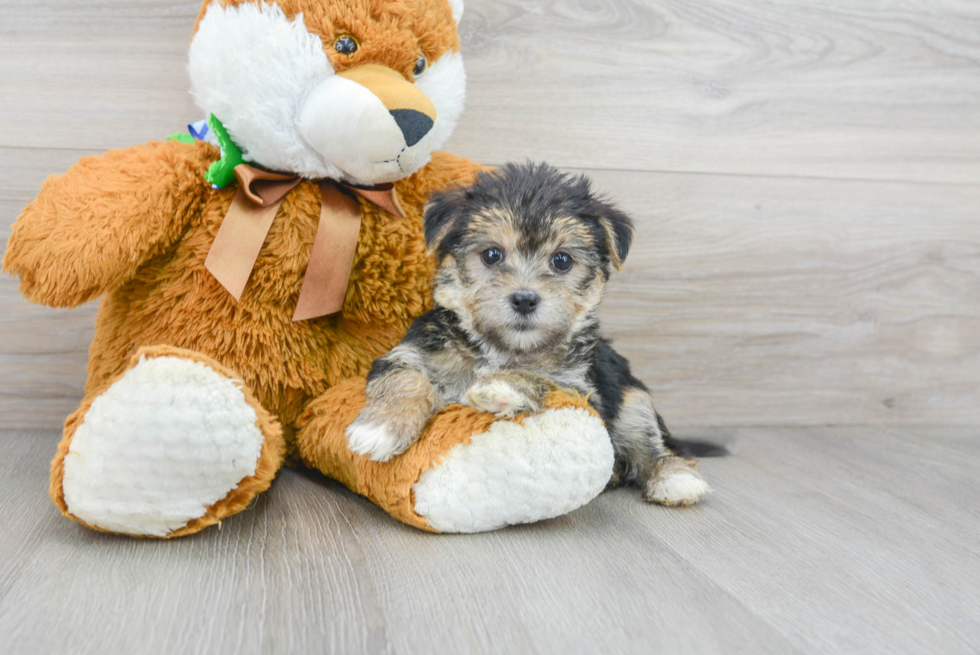 Meet Huggles - our Morkie Puppy Photo 1/3 - Premier Pups