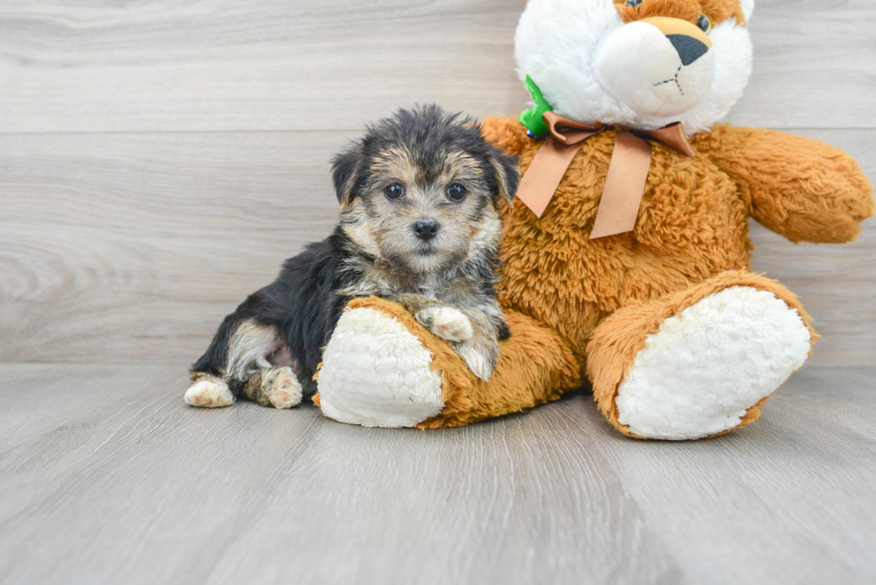 Meet Huggles - our Morkie Puppy Photo 2/3 - Premier Pups