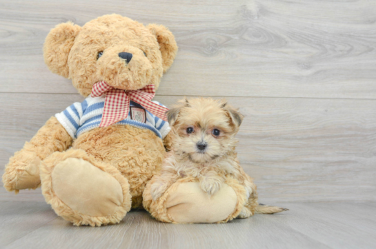 Adorable Yorkie Designer Puppy