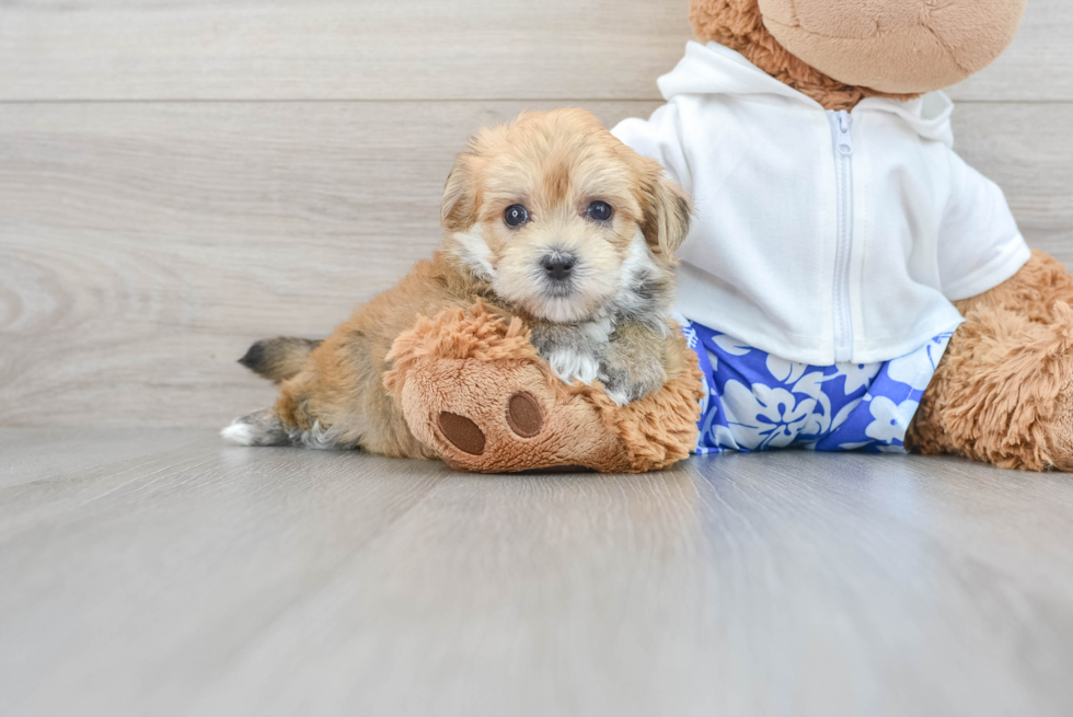 Morkie Pup Being Cute