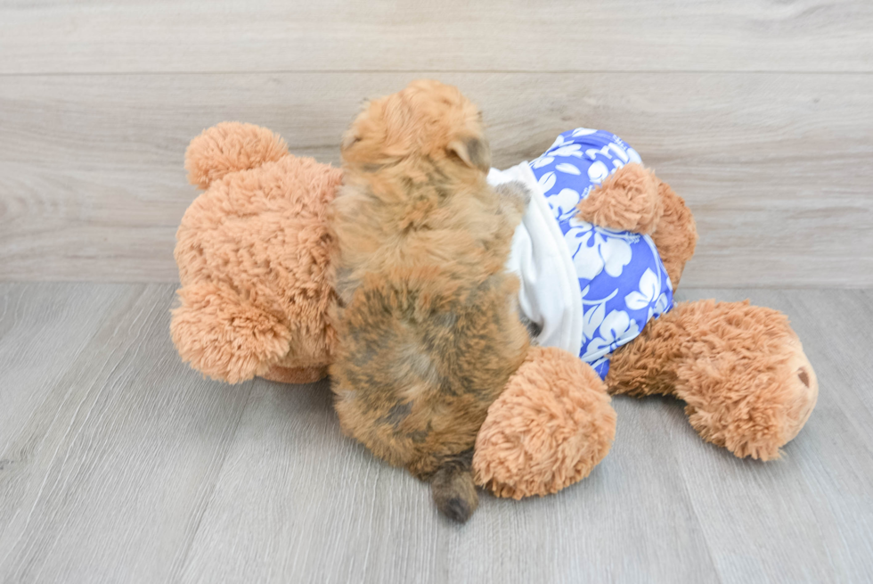 Morkie Puppy for Adoption