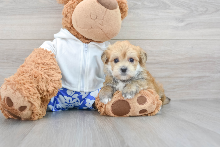 Friendly Morkie Baby