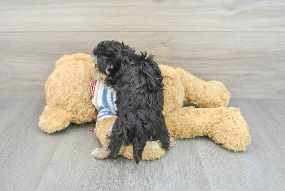 Morkie Puppy for Adoption