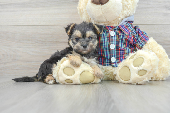 Fluffy Morkie Designer Pup