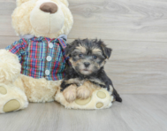 6 week old Morkie Puppy For Sale - Premier Pups