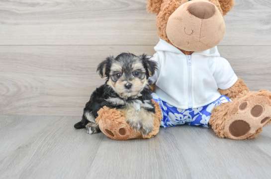 Best Morkie Baby