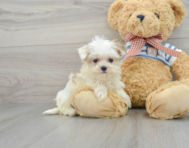 9 week old Morkie Puppy For Sale - Premier Pups