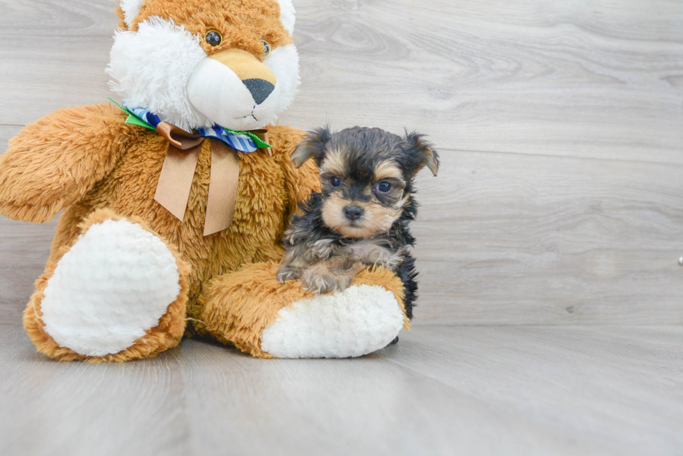 Meet Johnny - our Morkie Puppy Photo 2/3 - Premier Pups