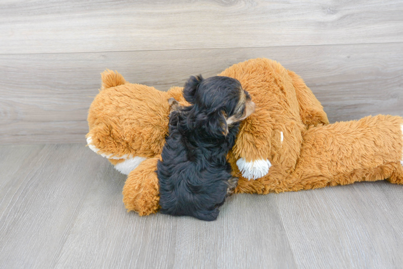 Meet Johnny - our Morkie Puppy Photo 3/3 - Premier Pups