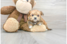 Meet Johnny - our Morkie Puppy Photo 2/3 - Premier Pups