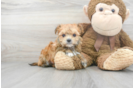 Meet Johnny - our Morkie Puppy Photo 1/3 - Premier Pups