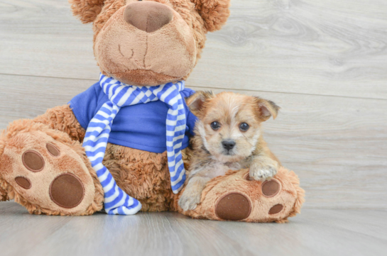 Funny Morkie Designer Pup