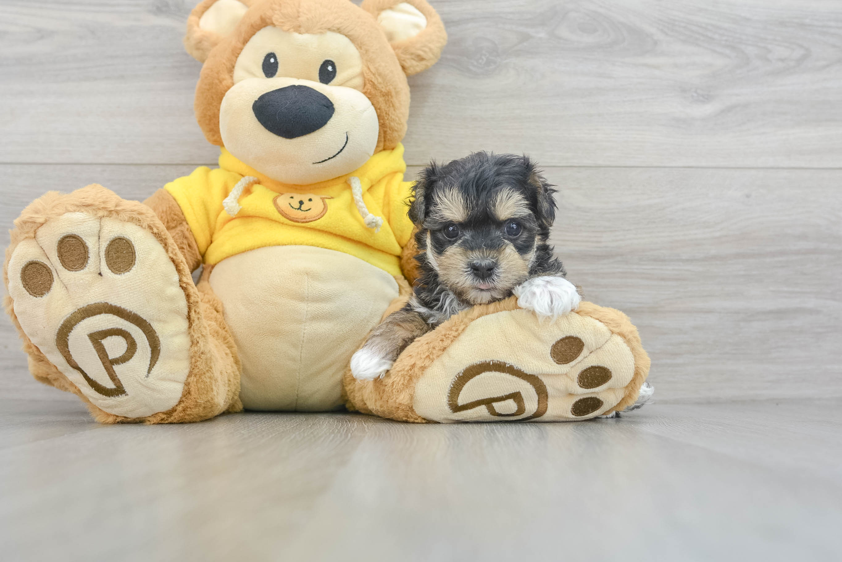 Morkie teddy bear clearance dog