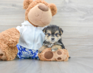 7 week old Morkie Puppy For Sale - Premier Pups
