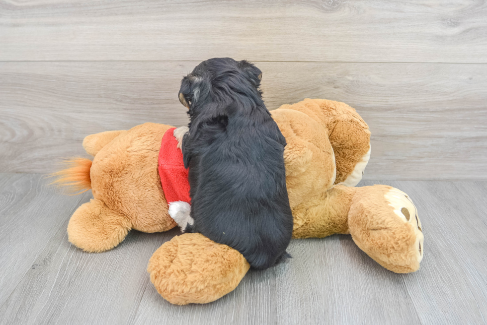 Small Morkie Baby