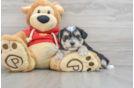 Smart Morkie Designer Pup