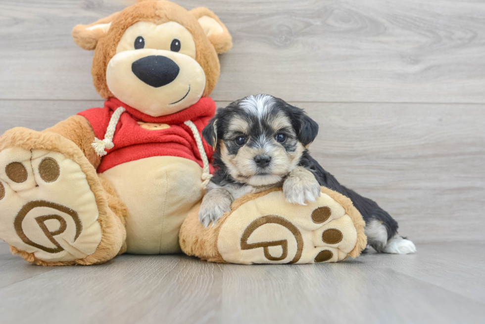 Smart Morkie Designer Pup