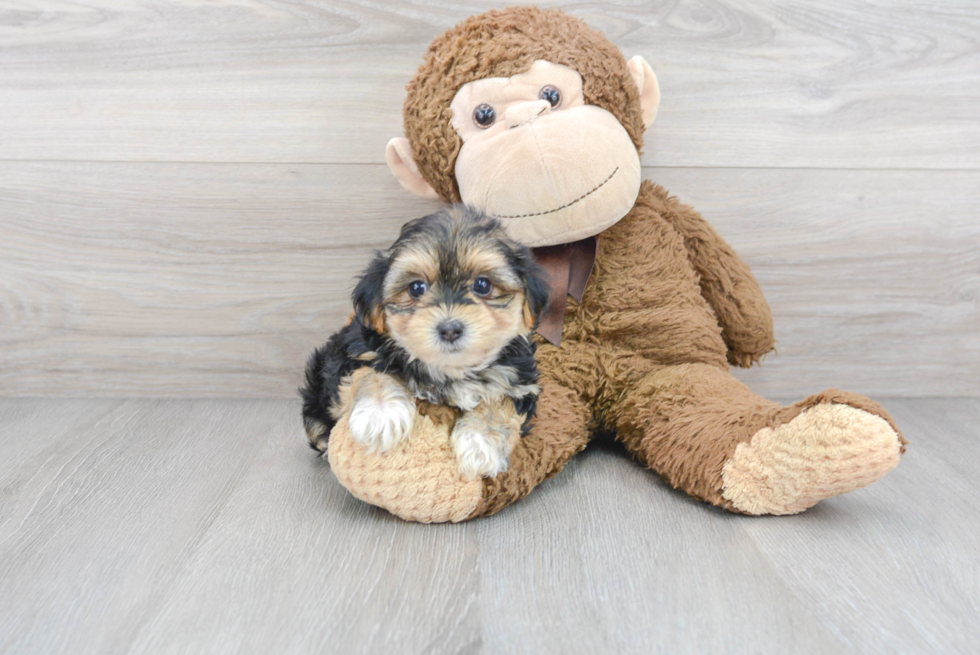 Meet Miley - our Morkie Puppy Photo 2/3 - Premier Pups