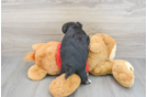Morkie Puppy for Adoption