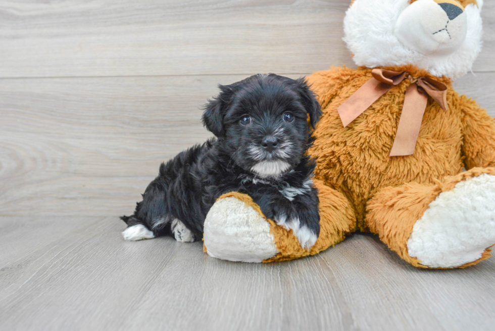 Best Morkie Baby