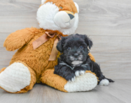 6 week old Morkie Puppy For Sale - Premier Pups