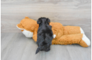 Morkie Puppy for Adoption