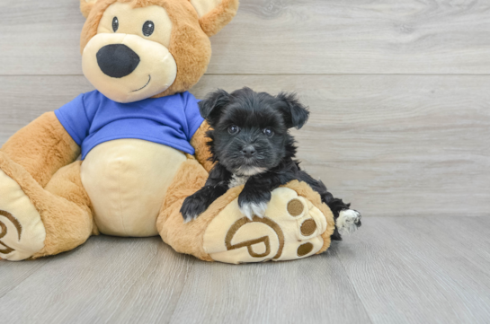 Best Morkie Baby