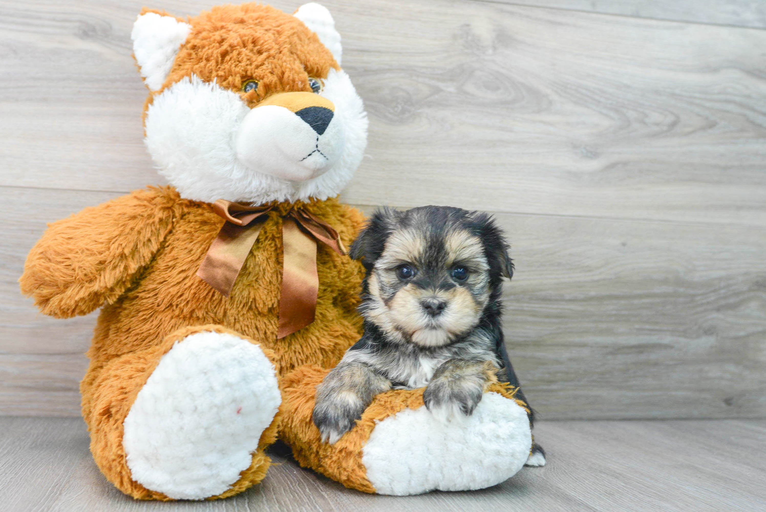 toy morkie puppy