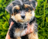 Morkie Puppies For Sale Premier Pups
