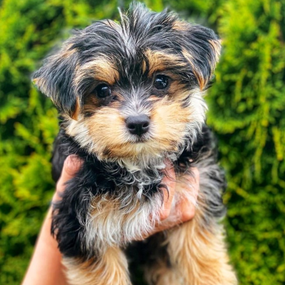 Yorkshire terrier x Maltese mix dog