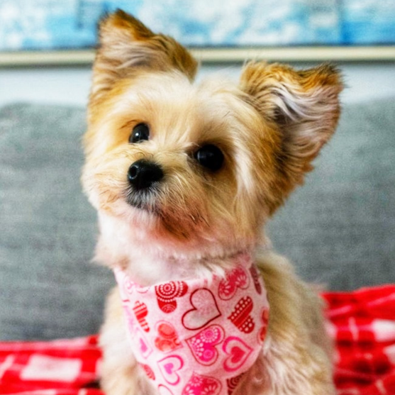 Cream Morkie female with raised ears