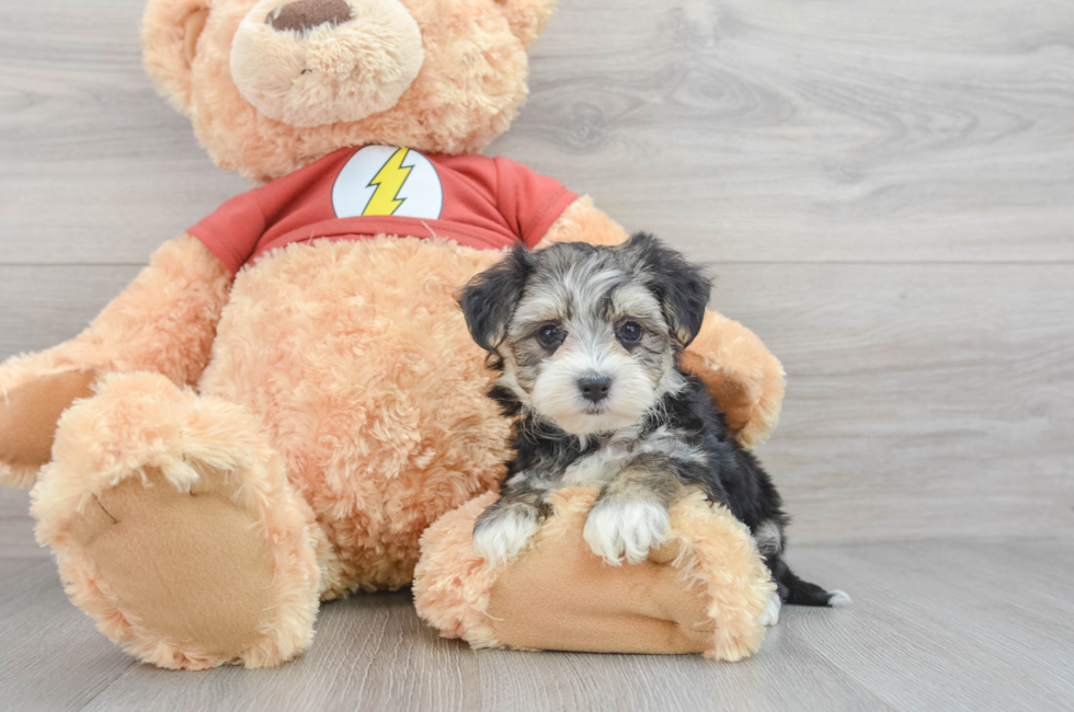 7 week old Morkie Puppy For Sale - Premier Pups