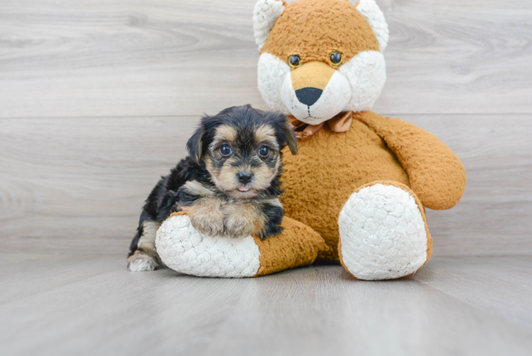 Meet Song - our Morkie Puppy Photo 1/3 - Premier Pups
