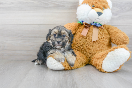 Friendly Morkie Baby