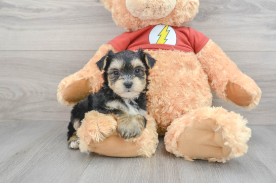 Small Morkie Baby