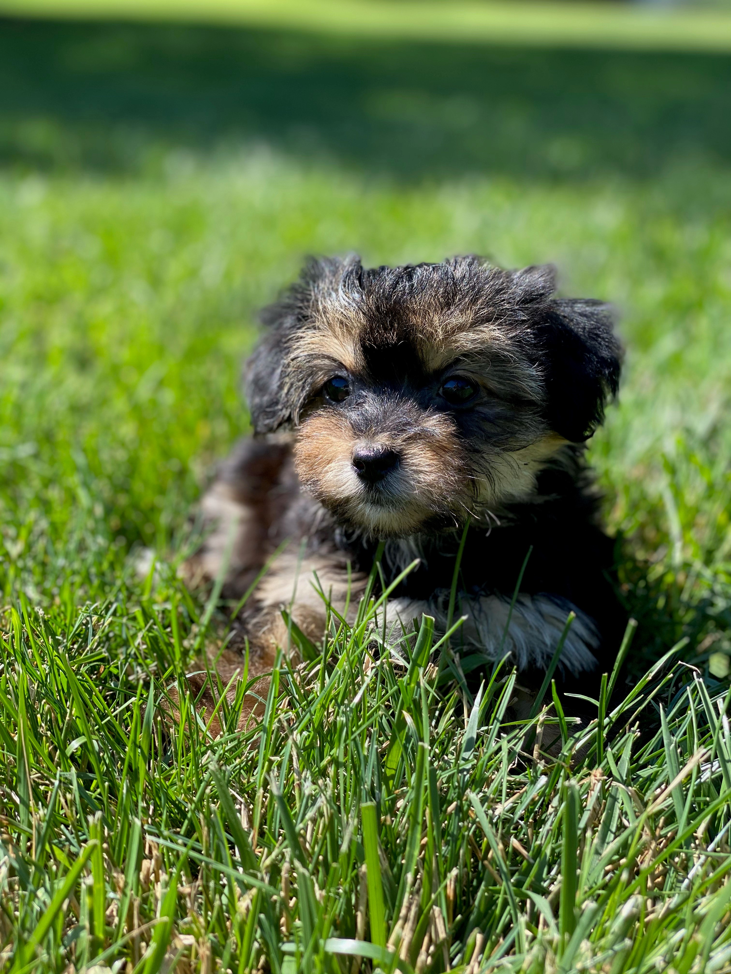 Baby morkie store