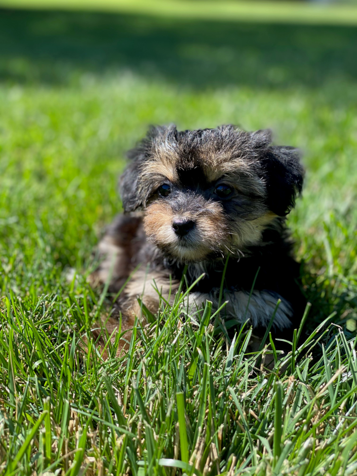 Meet Sophie - our Morkie Puppy Photo 2/2 - Premier Pups