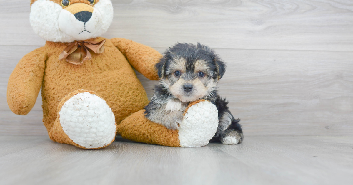 teddy bear morkie