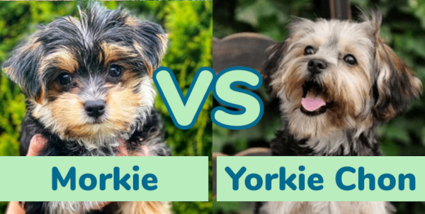 Morkie vs Yorkie Chon - Dog Breed Comparison - Premier Pups