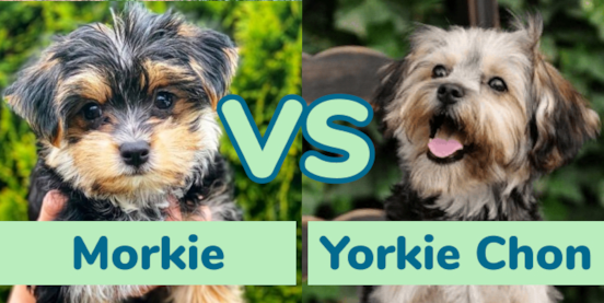 Morkie vs Yorkie Chon Comparison