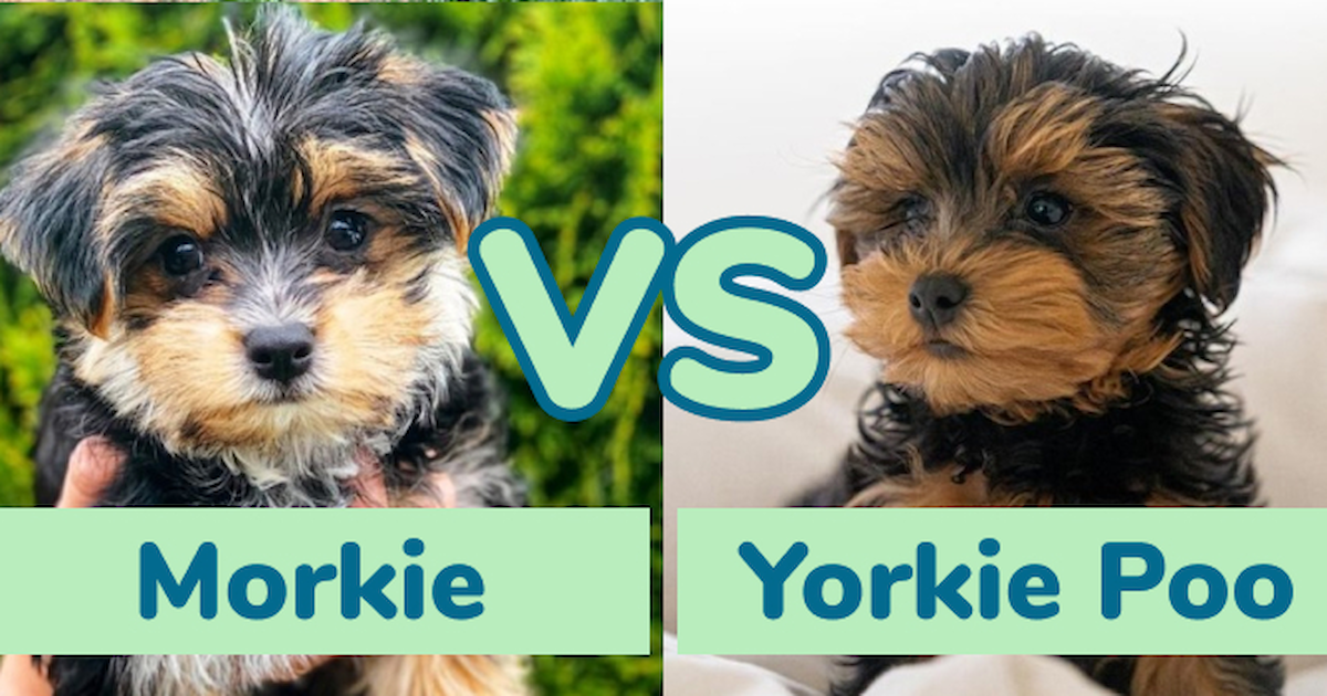 Morkie Vs Yorkie Poo Your Favorite