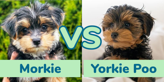 Morkie vs Yorkie Poo Comparison