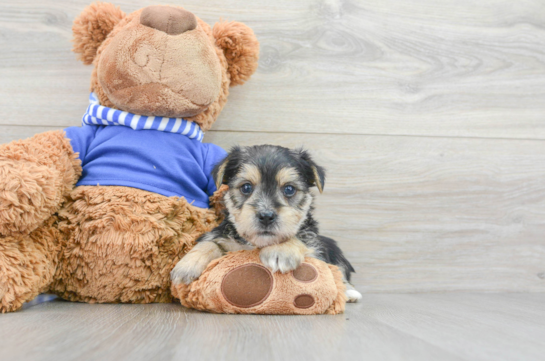Morkie Pup Being Cute