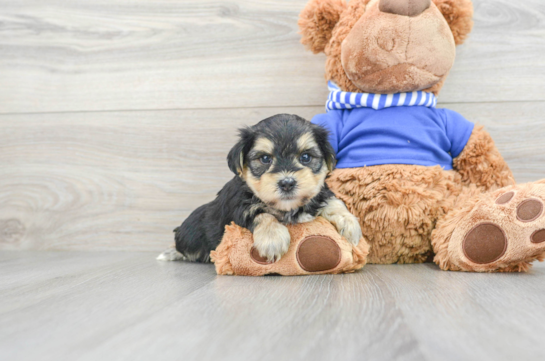 Morkie Puppy for Adoption