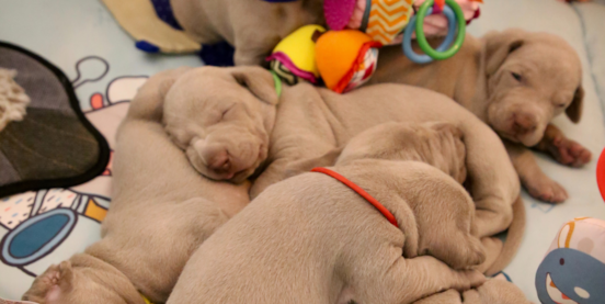 The Ultimate New Puppy Checklist: Everything You Need to Know