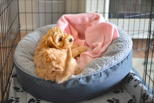 New Puppy Owner Guide – Premier Pups