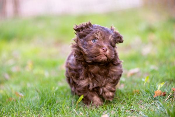 New Puppy Owner Guide – Premier Pups