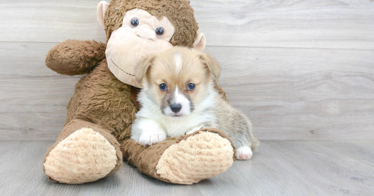 Corgi Puppies: Is a Corgi Puppy a Good Family Dog? – Wild One