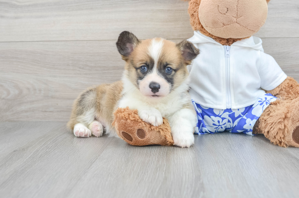 Pembroke Welsh Corgi Puppies for Sale | Premier Pups