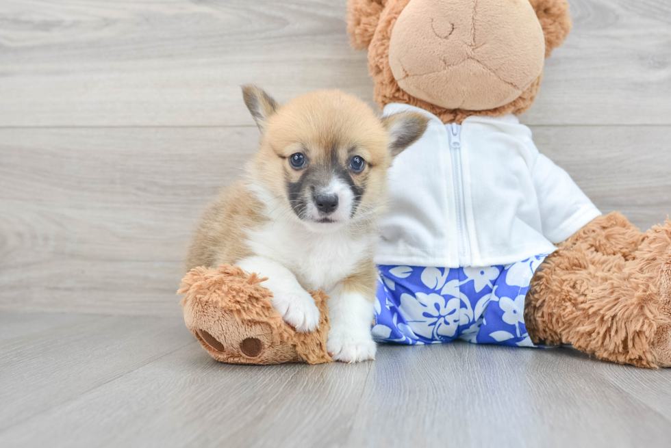 Sweet Corgi Purebred Puppy
